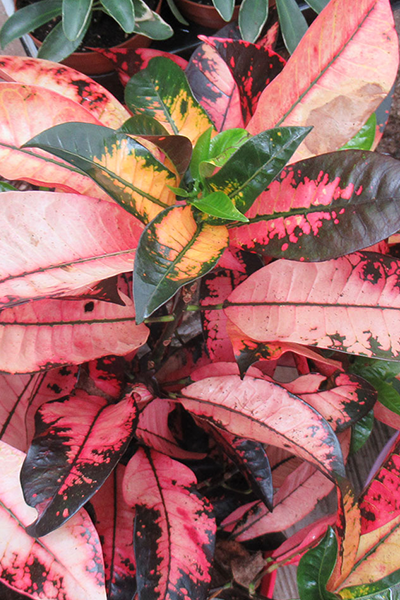 Croton Red Iceton 4”
