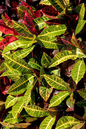 Croton Petra 4"