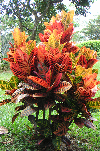 Croton Petra 6"