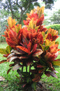 Croton Petra 6"