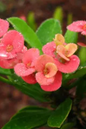 Crown of Thorns 10”