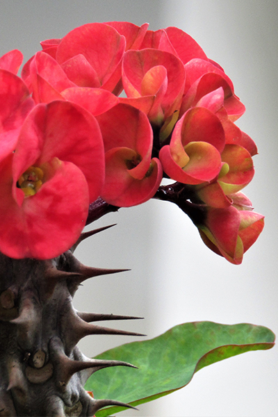 Crown of Thorns 4”