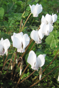 Cyclamen Mammoth Cream 6”