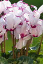 Cyclamen Absolu de Morel