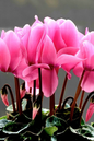 Cyclamen Micro Mix 4"