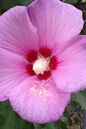 D’Amboise Hibiscus 2G