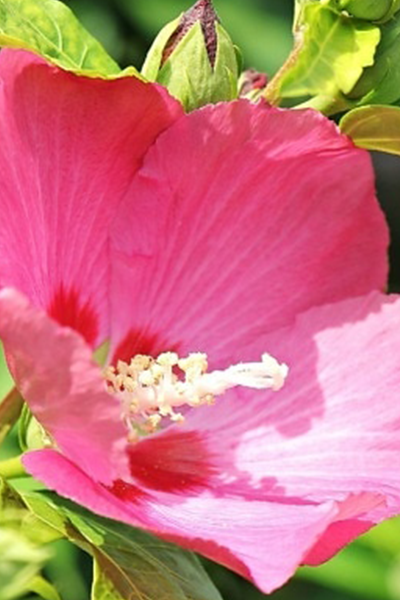 D’Chambord Hibiscus 2G