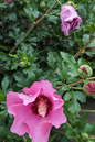 D’Chambord Hibiscus 5PT