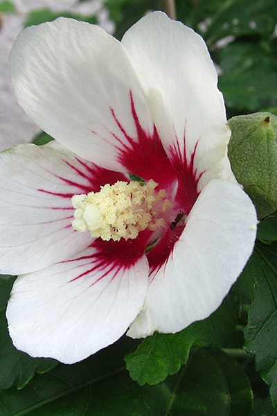 D’Chantilly Hibiscus 2G