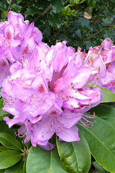 Daphnoides Rhododendron 6G