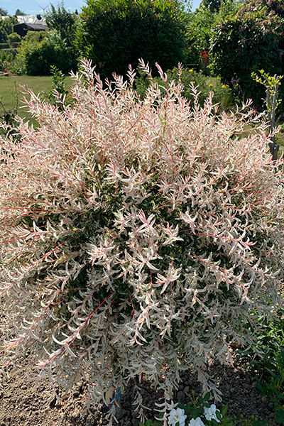 Dappled Willow 5G