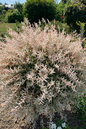 Dappled Willow 5G