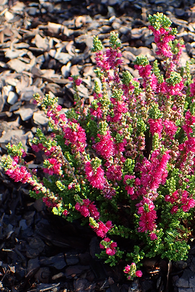 Dark Beauty Heather 1G