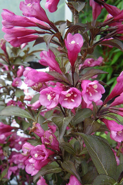 Dark Horse® Weigela 2G