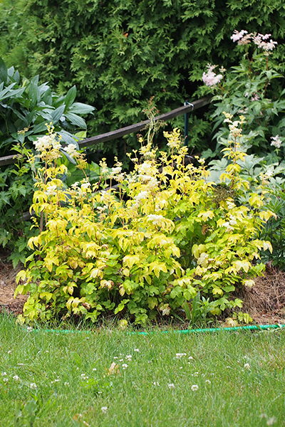 Dart’s Gold Ninebark 5G