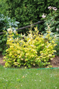 Dart’s Gold Ninebark 5G