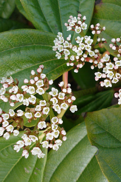 David Viburnum 2G