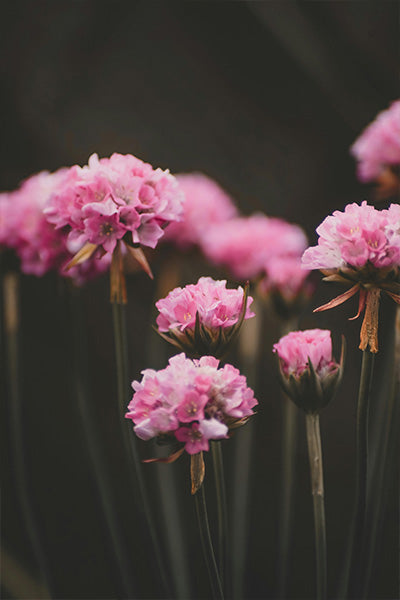 Daydream™ Armeria 1QT