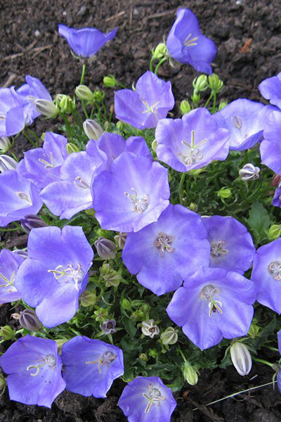 Deep Blue Campanula 1G