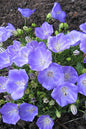 Deep Blue Campanula 1G