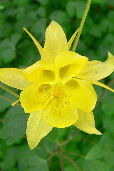 Denver Gold Columbine 1G