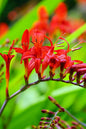 Diablito® Crocosmia 1G
