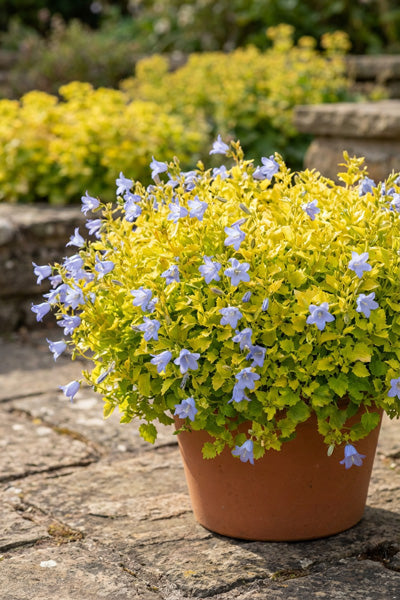 Dickson Gold Campanula 1G
