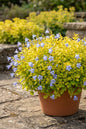 Dickson Gold Campanula 1G