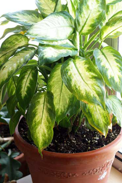 Dieffenbachia Tropic Snow 6”