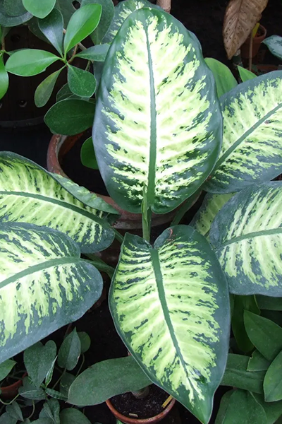 Dieffenbachia 10”