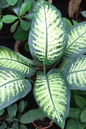 Dieffenbachia 10”
