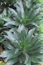 Dracaena Janet Compact 10”