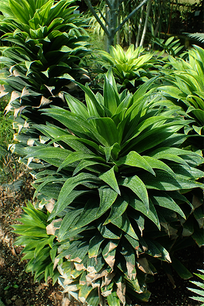 Dracaena Janet Craig Compact 6”