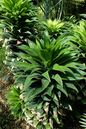 Dracaena Janet Craig Compact 6”
