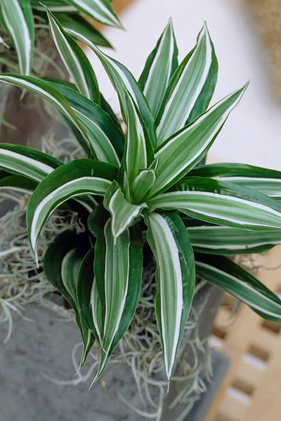 Dracaena Kanzi 4”