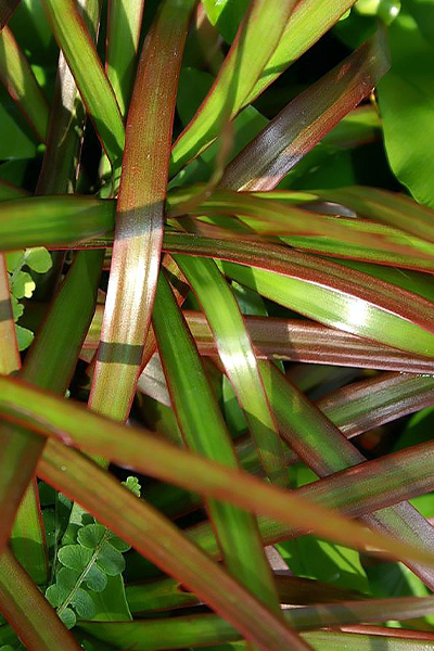 Dracaena Magenta 10”