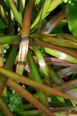 Dracaena Magenta 10”