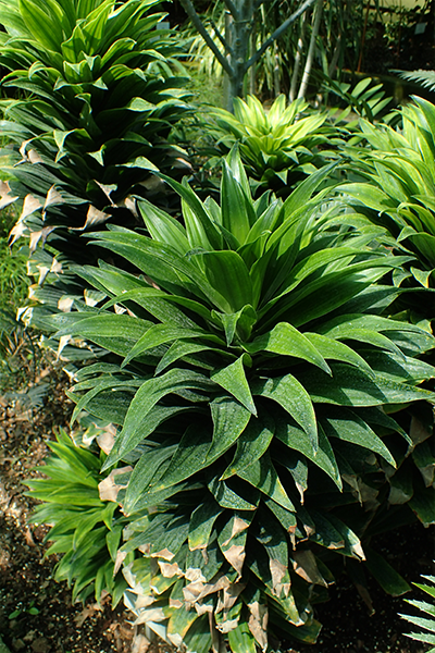 Dracaena Janet Craig 4”