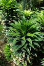 Dracaena Janet Craig 4”