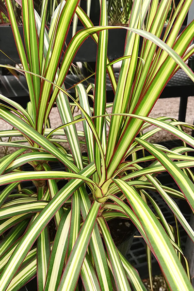 Dracaena Kiwi 6"