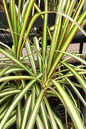 Dracaena Kiwi 6"