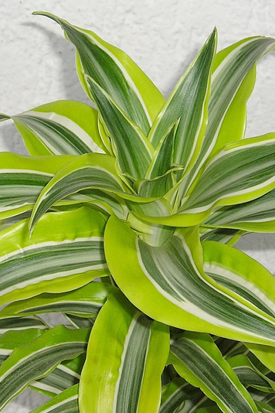 Dracaena Lemon Lime 6"