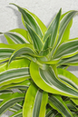 Dracaena Lemon Lime 6"