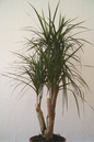 Dracaena Marginata Open Weave  14"