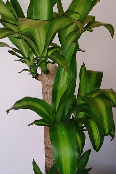 Dracaena Mass Cane 10"