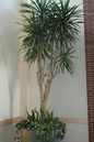 Dracaena Tarzan Tree 10"