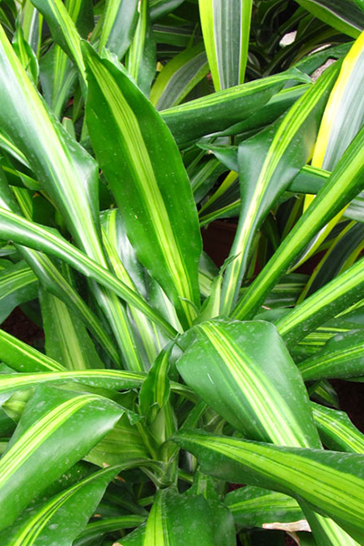 Dracena Giganta