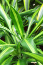 Dracena Giganta