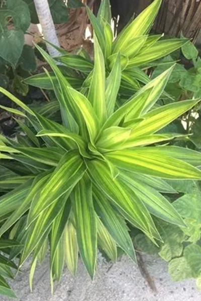 Dracena Limelight 6"