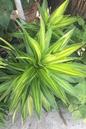 Dracena Limelight 6"